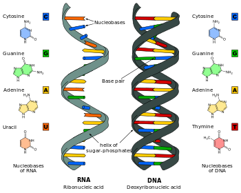 biologi manusia - Kelas 5 - Kuis