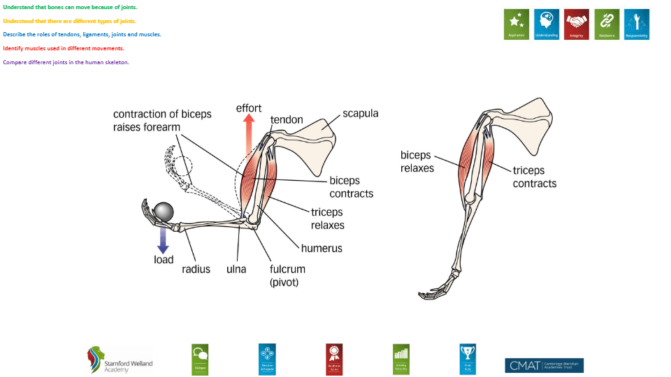 Joints And Muscles | Biology - Quizizz