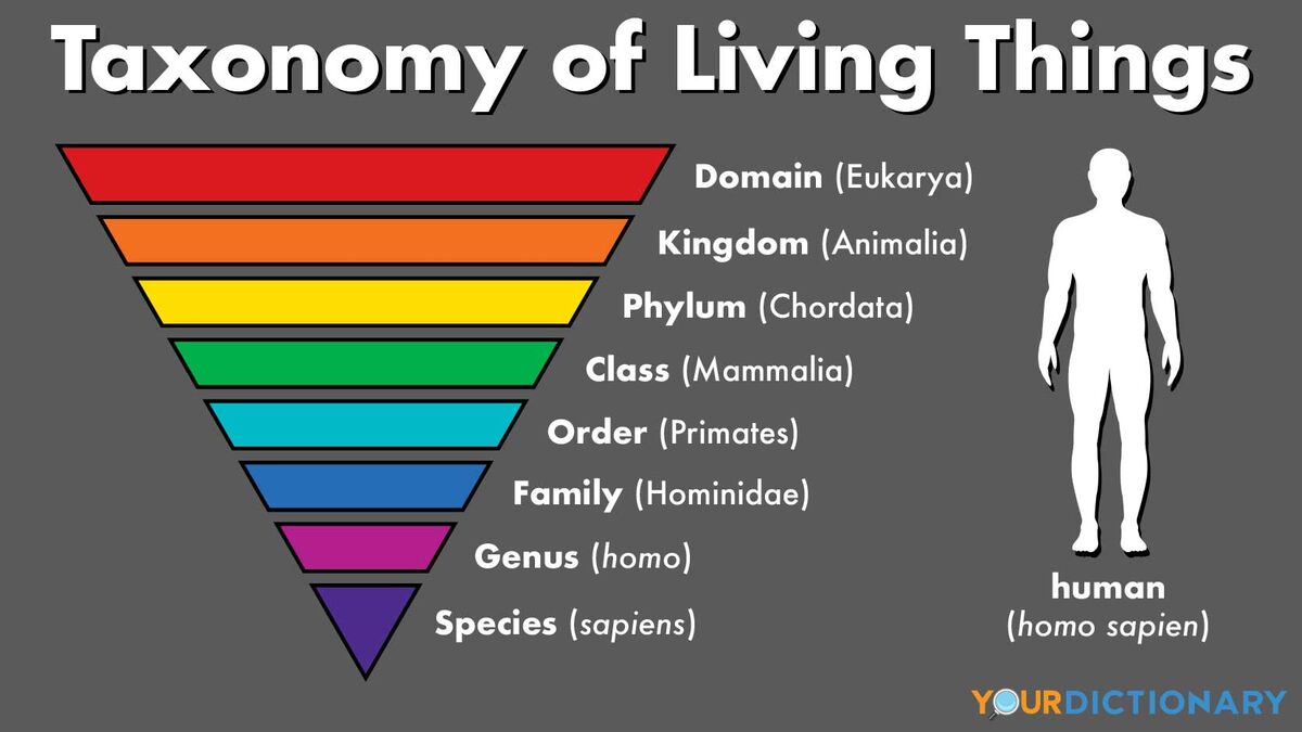 phylogeny Flashcards - Quizizz