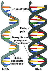 synteza rna i białek - Klasa 10 - Quiz