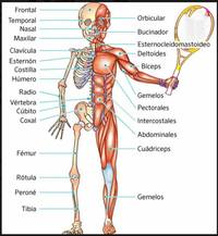 los sistemas nervioso y endocrino - Grado 1 - Quizizz