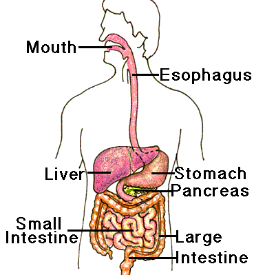 the digestive and excretory systems - Year 6 - Quizizz