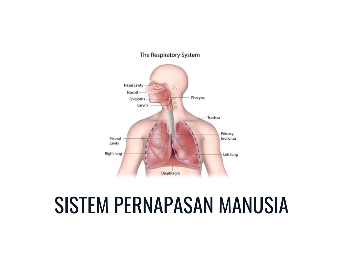 biologi manusia Kartu Flash - Quizizz