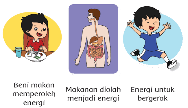 metabolisme - Kelas 6 - Kuis