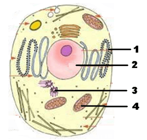 Bagian sel yang mengatur seluruh aktifitas sel adalah