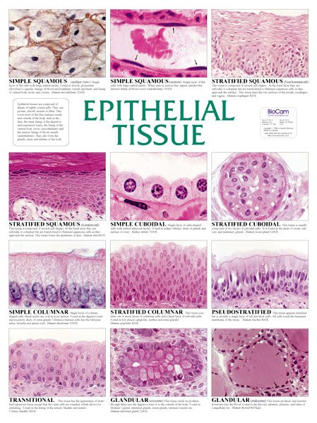 Epithelial Tissue ID