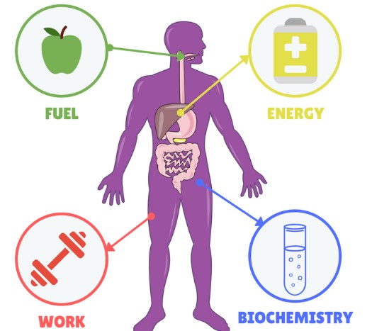 metabolism - Class 2 - Quizizz