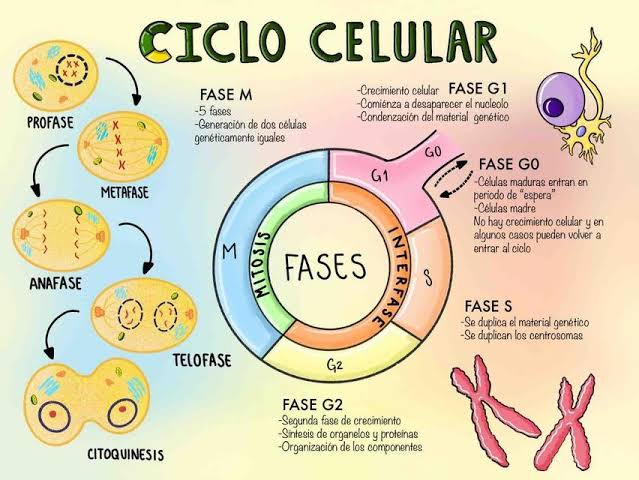 o ciclo celular e a mitose - Série 3 - Questionário