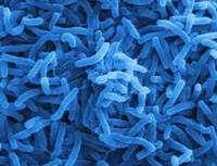bakteri dan archaea Kartu Flash - Quizizz