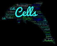 plant and animal cell - Year 8 - Quizizz