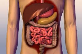 the digestive and excretory systems - Grade 11 - Quizizz