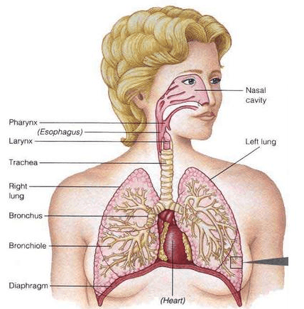Manusia, pernafasan difusi system oksigen terjadi pada pada proses Seperti Ini