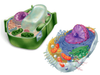 diagrama de células vegetales - Grado 6 - Quizizz