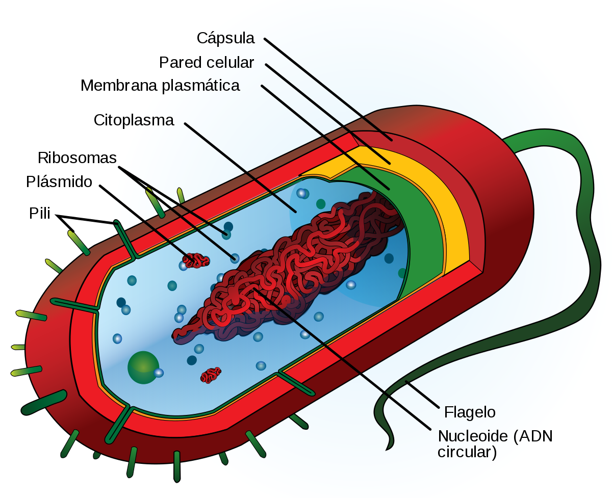 diagrama de células vegetales - Grado 1 - Quizizz