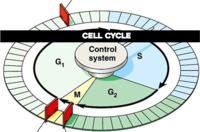 Cell Cycle Control