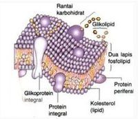 sintesis RNA dan protein - Kelas 11 - Kuis