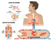 the circulatory and respiratory systems - Year 12 - Quizizz