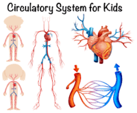 the circulatory and respiratory systems - Class 2 - Quizizz