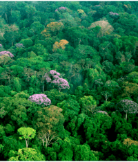 biodiversidade e conservação - Série 6 - Questionário