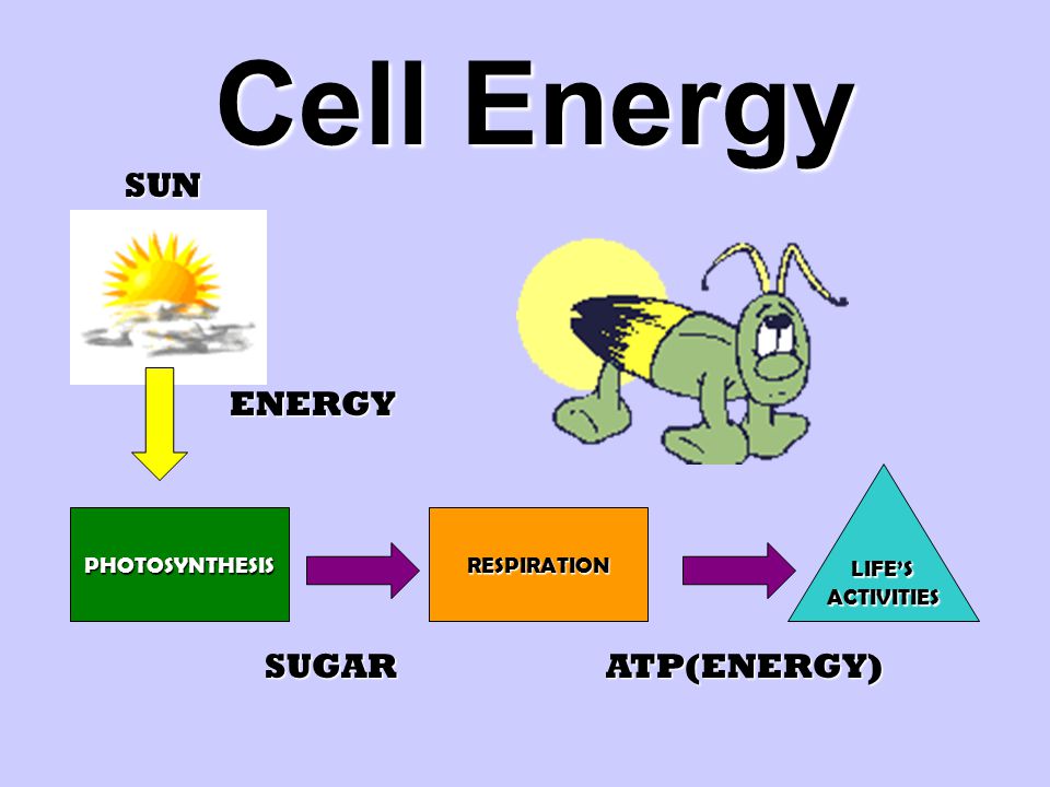 Cell Energy | Photosynthesis Quiz - Quizizz