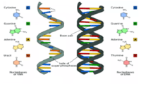 sintesis RNA dan protein - Kelas 1 - Kuis