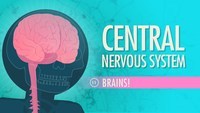 the nervous and endocrine systems - Year 5 - Quizizz