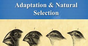 Natural Selection and Adaptations - Year 6 - Quizizz