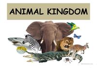 Animals kingdom