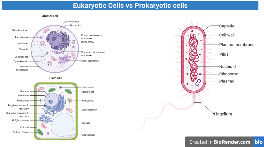 prokaryotes and eukaryotes - Class 9 - Quizizz