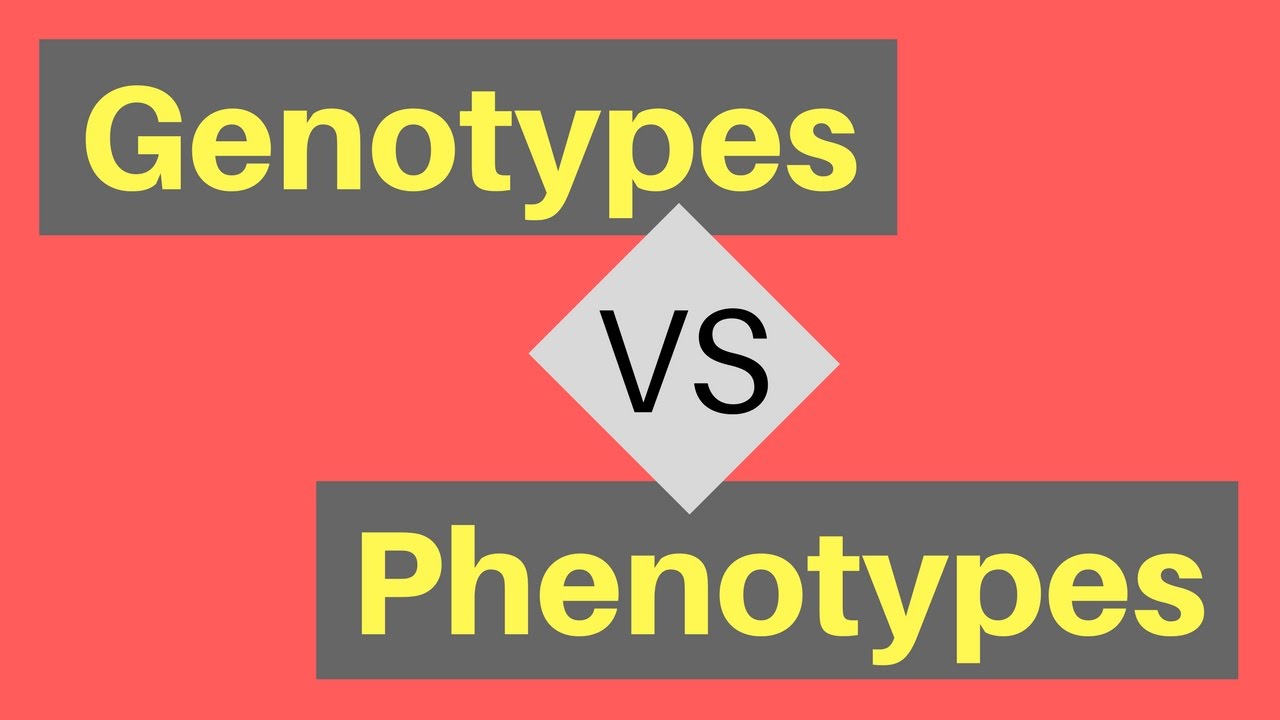 genetics vocabulary genotype and phenotype - Class 1 - Quizizz