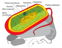 Dodatek trzycyfrowy - Klasa 5 - Quiz