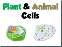 plant and animal cell - Year 7 - Quizizz