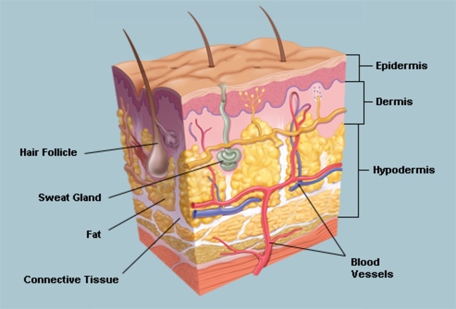 Skin Is The What Membrane