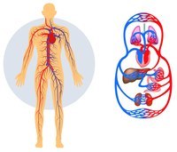 os sistemas circulatório e respiratório - Série 3 - Questionário