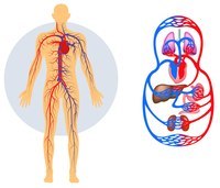 os sistemas circulatório e respiratório Flashcards - Questionário