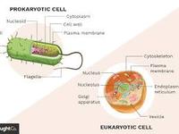 prokaryotes and eukaryotes - Class 8 - Quizizz