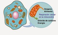 respiración celular - Grado 11 - Quizizz