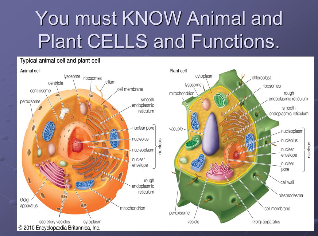 Eukaryotic Cell Organelles | Biology - Quizizz