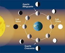 evolução e a árvore da vida - Série 7 - Questionário