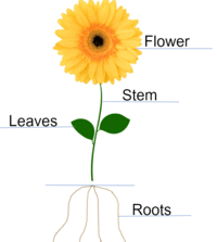 plant parts and their functions Flashcards - Quizizz