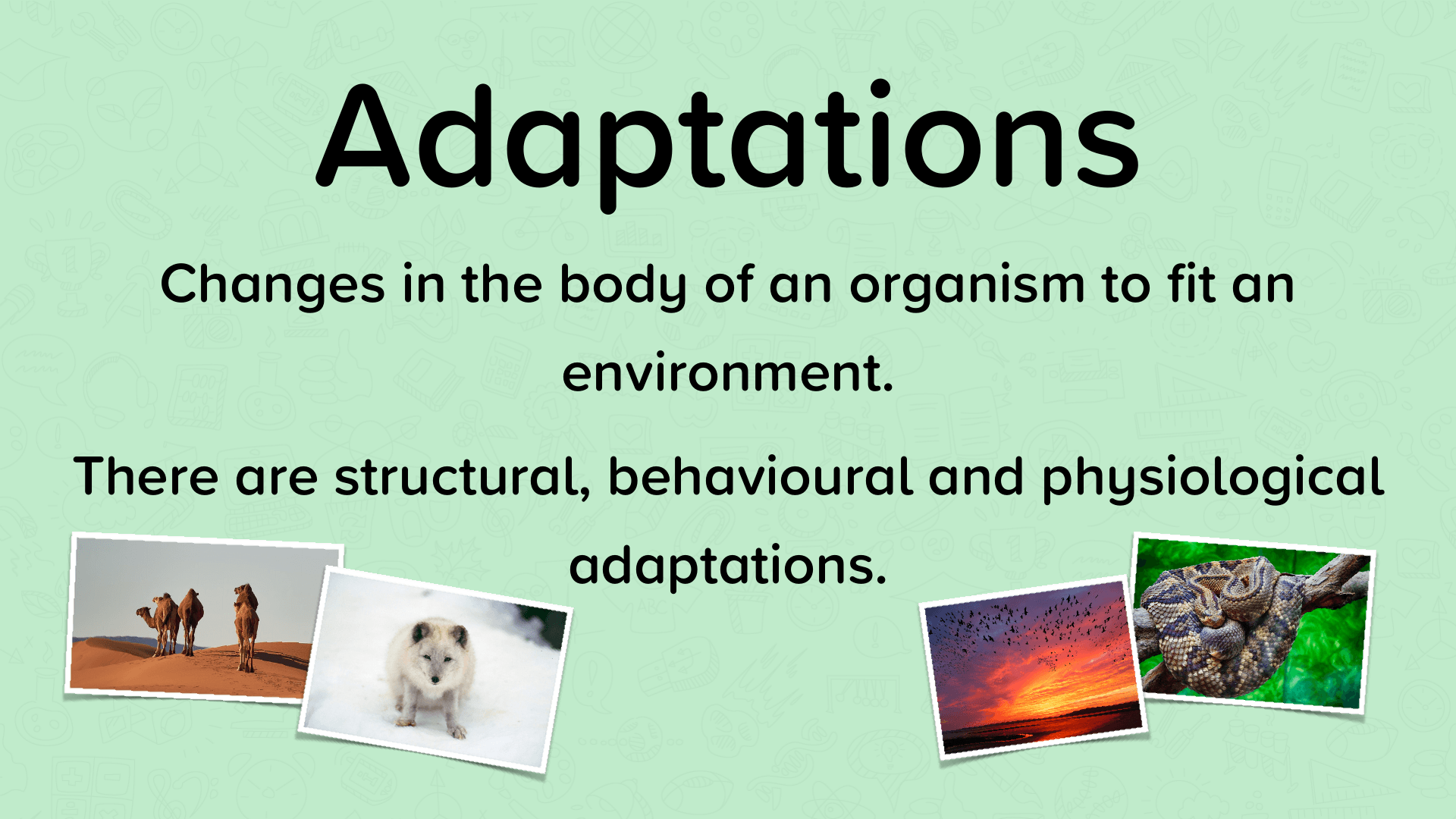 Adaptation in Species Science Quiz Quizizz