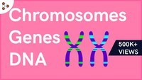 chromosome structure and numbers - Year 9 - Quizizz