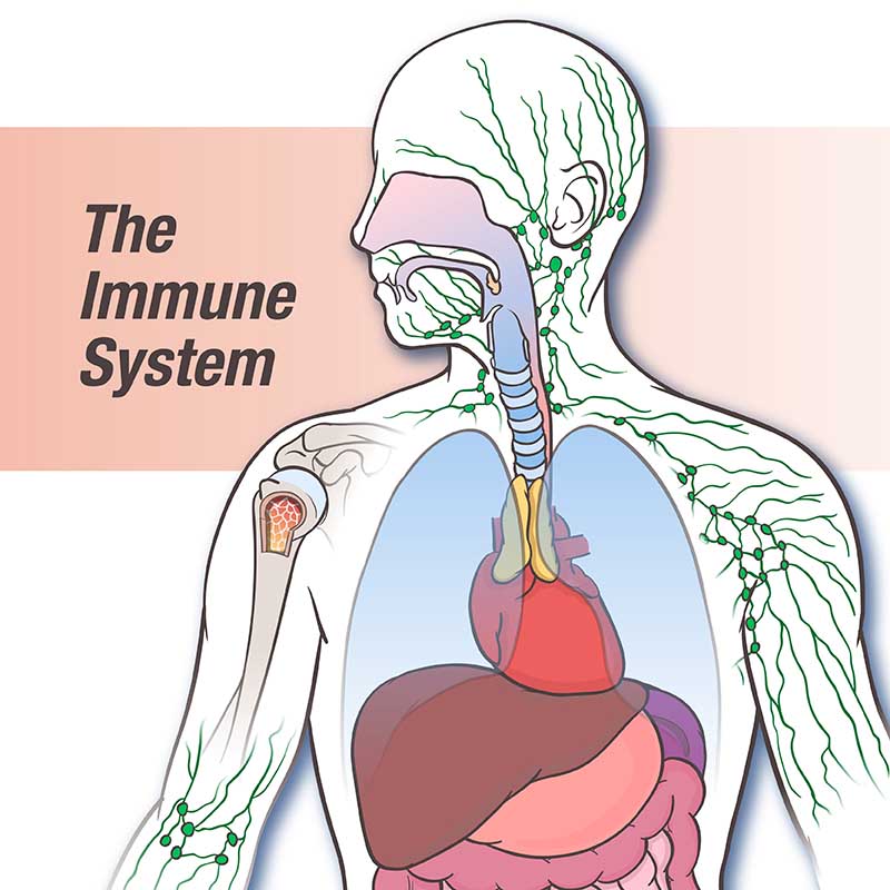 the immune system - Class 4 - Quizizz