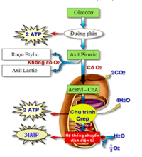 Dấu phẩy trong một chuỗi - Lớp 11 - Quizizz