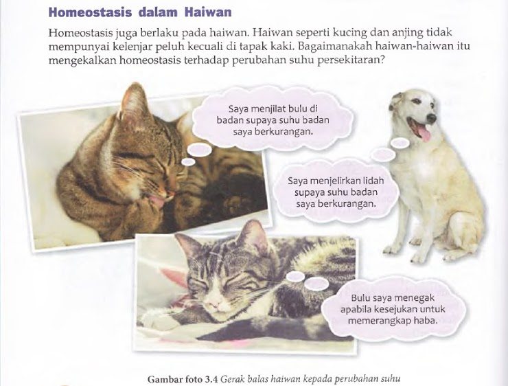 Haiwan homeostasis dalam Bagaimanakah kucing
