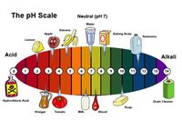 acid base reactions - Grade 1 - Quizizz