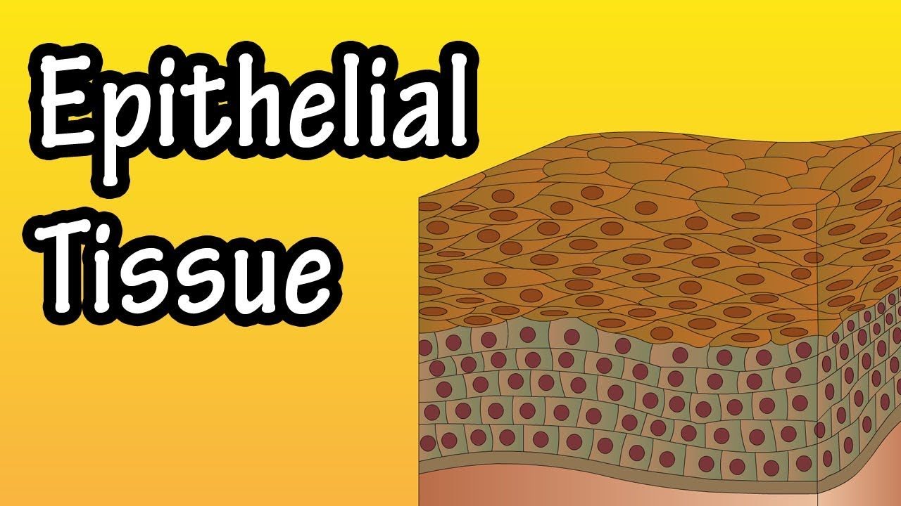 Unit 2 Epithelial Tissues Review Quizizz Quiz - Quizizz