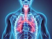 the circulatory and respiratory systems - Year 10 - Quizizz