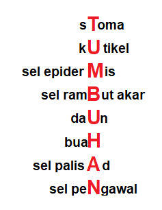 diagram sel tumbuhan - Kelas 1 - Kuis