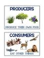 Producers, Consumers, and Food Webs